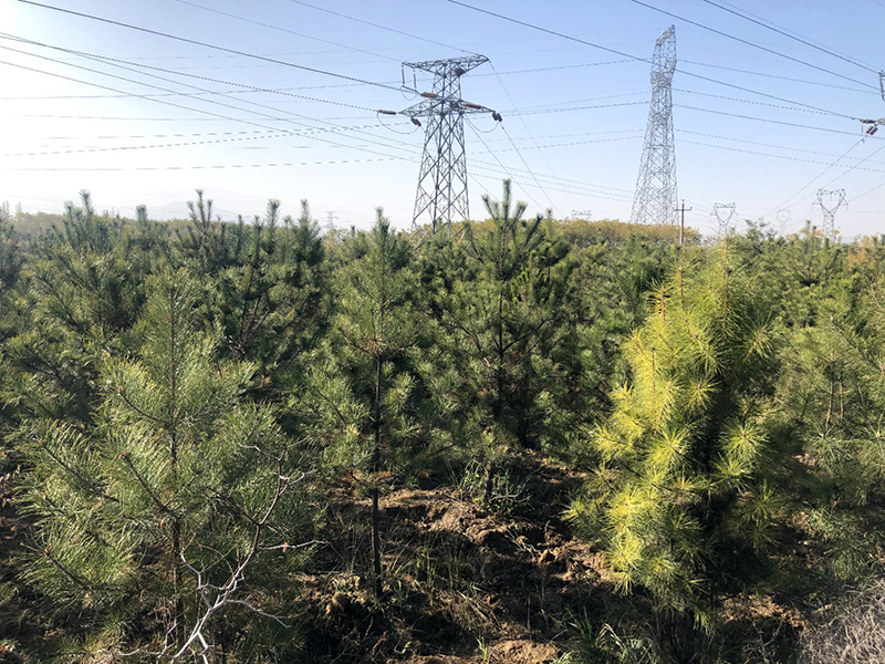 永靖基地苗圃单位,牡丹苗圃企业