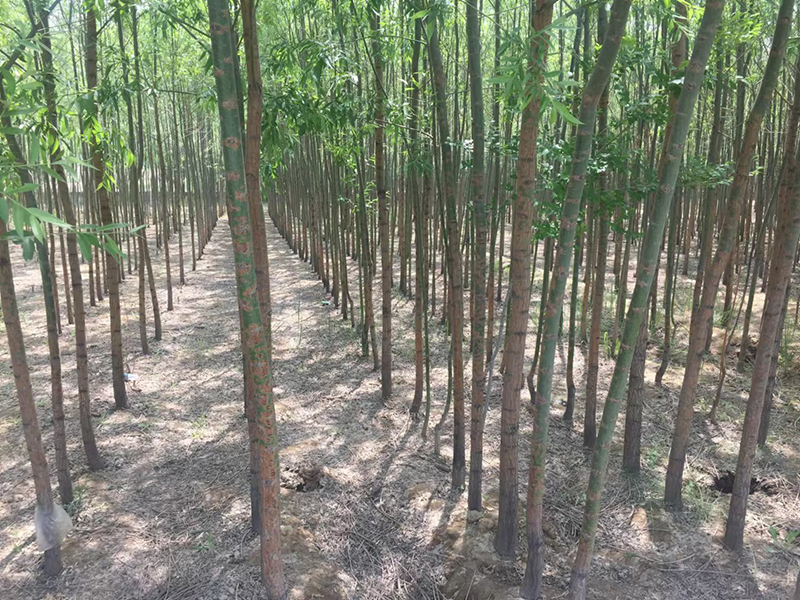 定西风景树苗圃价格