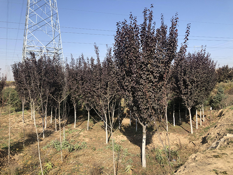 兰州新区盆栽苗圃