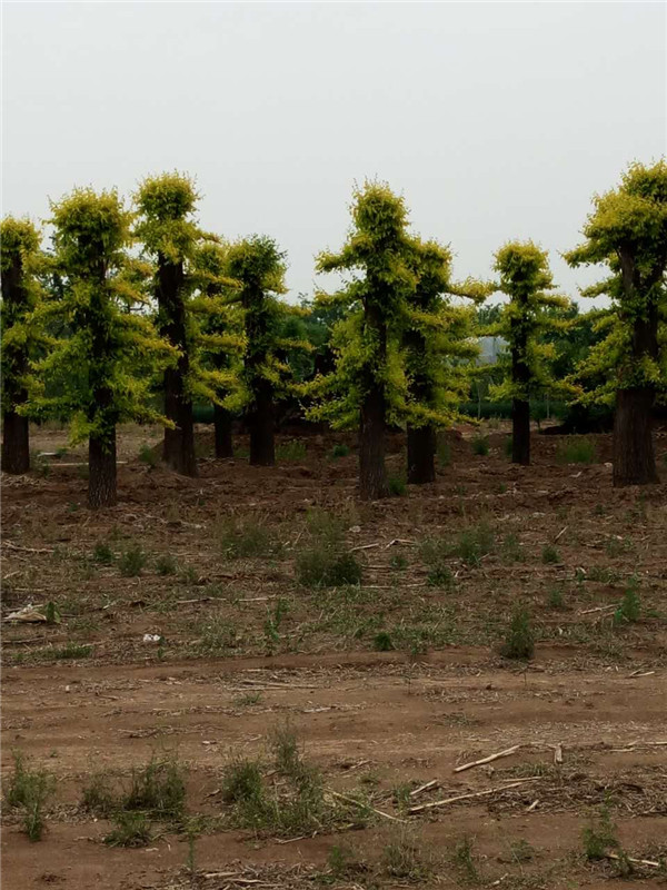 山东金叶榆造型树种植基地