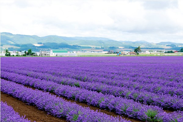 山东鼠尾草苗培育基地