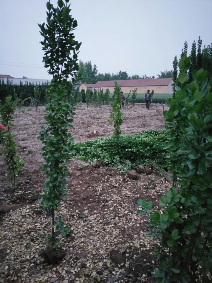 天津观赏用北海道黄杨种植基地