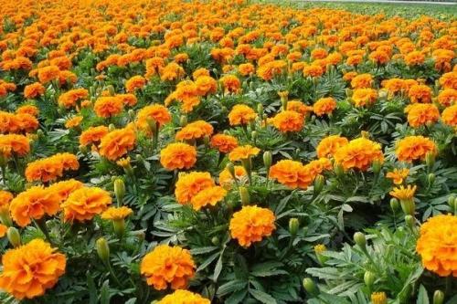 济宁市孔雀草种子种植方法