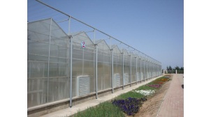 德州新型阳光板温室大棚建造商
