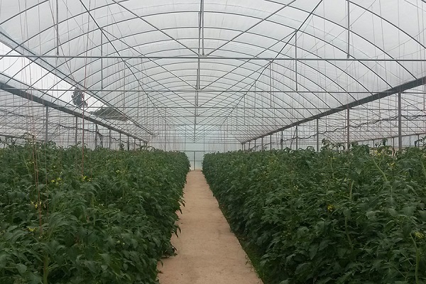 吉林新型蔬菜温室建造