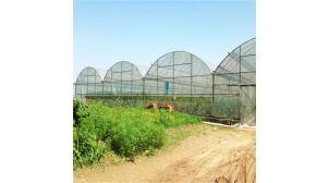 陕西瓜果种植薄膜温室大棚建造商