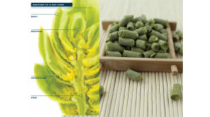 浙江卡斯卡特啤酒花价格