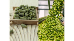 安徽啤酒原料卡斯卡特 Cascade Hops质量优