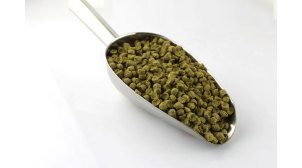 北京精酿啤酒用SAAZ萨兹酒花好吗？