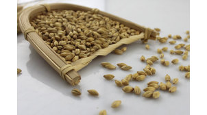 广东啤酒原料皮尔森麦芽好吗