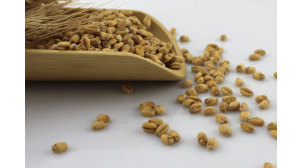 吉林啤酒原料淡色小麦芽Pale Wheat厂家供应