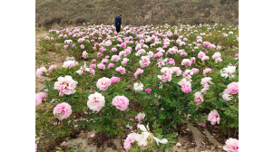 重庆牡丹工程苗培育基地