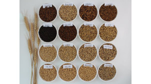 福建黑麦芽Black malt供应